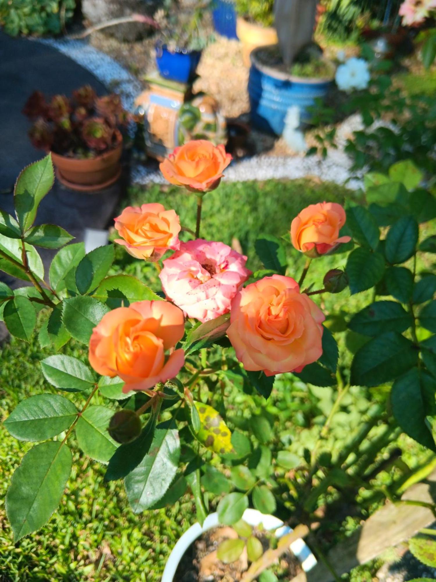 Mapleton Peaceful Provence Bnb Buitenkant foto